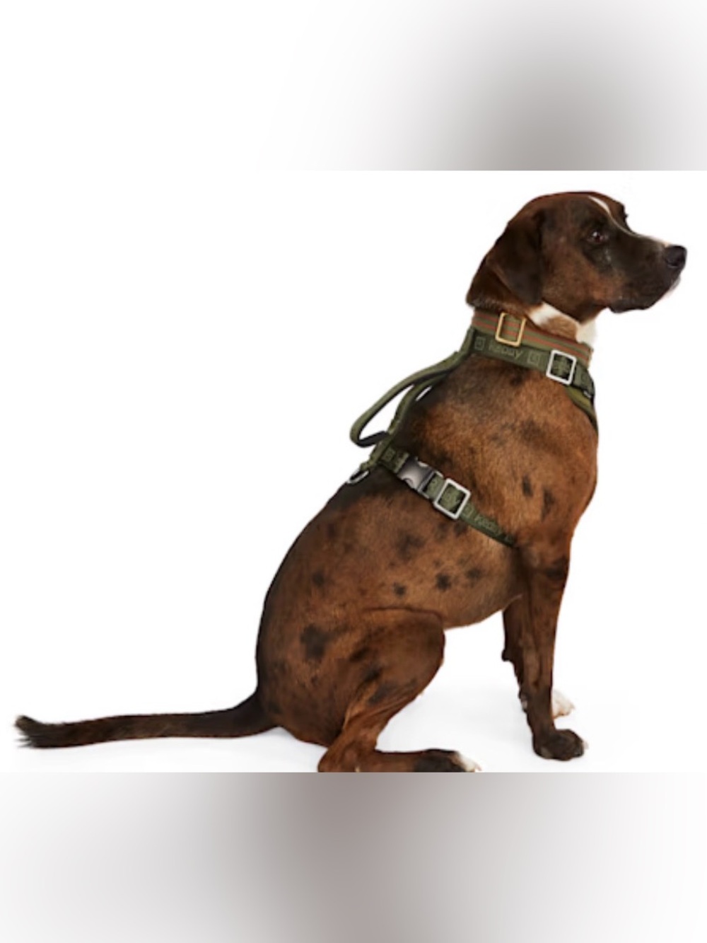Reddy Olive Jacquard Dog Harness